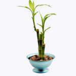 Ilex Dwarf